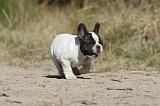 BOULEDOGUE FRANCAIS 149